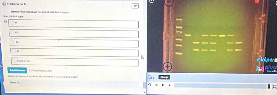 Observe Gol #4.
Identify which individuals you expect to be hetenarygous.
Select all that apply
④
85
46
07
I need a hinl.
Subeśl Annae 0 / 4 submissions used pivo
Interact
Hew Ue! You need to subest this answer for it to save and be graded.
Changs
Score: Ö/1