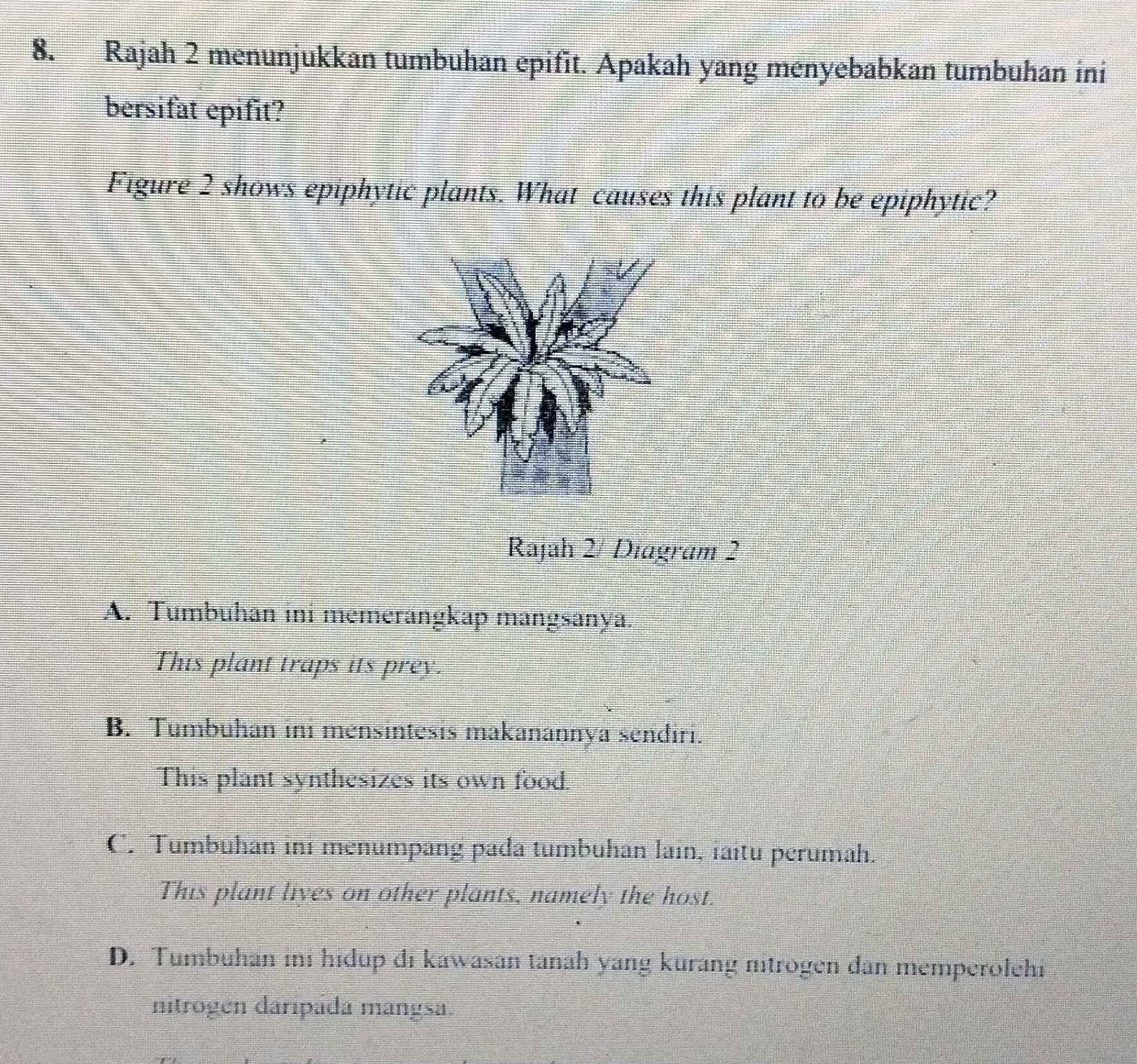 Rajah 2 menunjukkan tumbuhan epifīt. Apakah yang menyebabkan tumbuhan ini
bersifat epifit?
Figure 2 shows epiphytic plants. What causes this plant to be epiphytic?
Rajah 2/ Diagram 2
A. Tumbuhan ini memerangkap mangsanya.
This plant traps its prey.
B. Tumbuhan ini mensintesis makanannya sendiri.
This plant synthesizes its own food.
C. Tumbuhan ini menumpang pada tumbuhan lain, iaitu perumah.
This plant lives on other plants, namely the host.
D. Tumbuhan ini hidup di kawasan tanah yang kurang nitrogen dan memperolehi
nitrogen daripada mangsa.