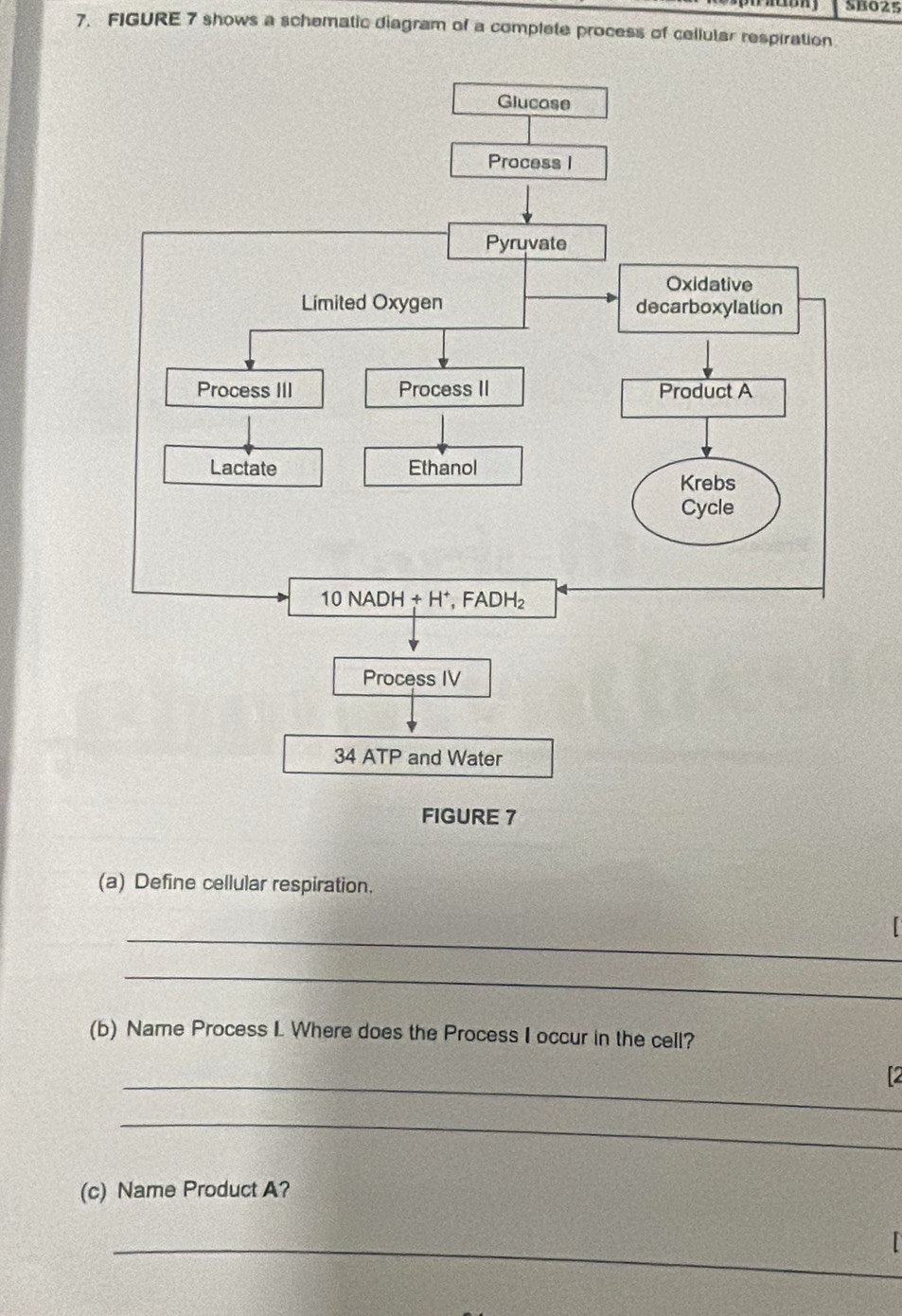 SB025
7. FIGURE 7 shows a schematic diagram of a complete process of cellular respiration
FIGURE 7
(a) Define cellular respiration.
_
_
(b) Name Process I Where does the Process I occur in the cell?
_
_
(c) Name Product A?
_