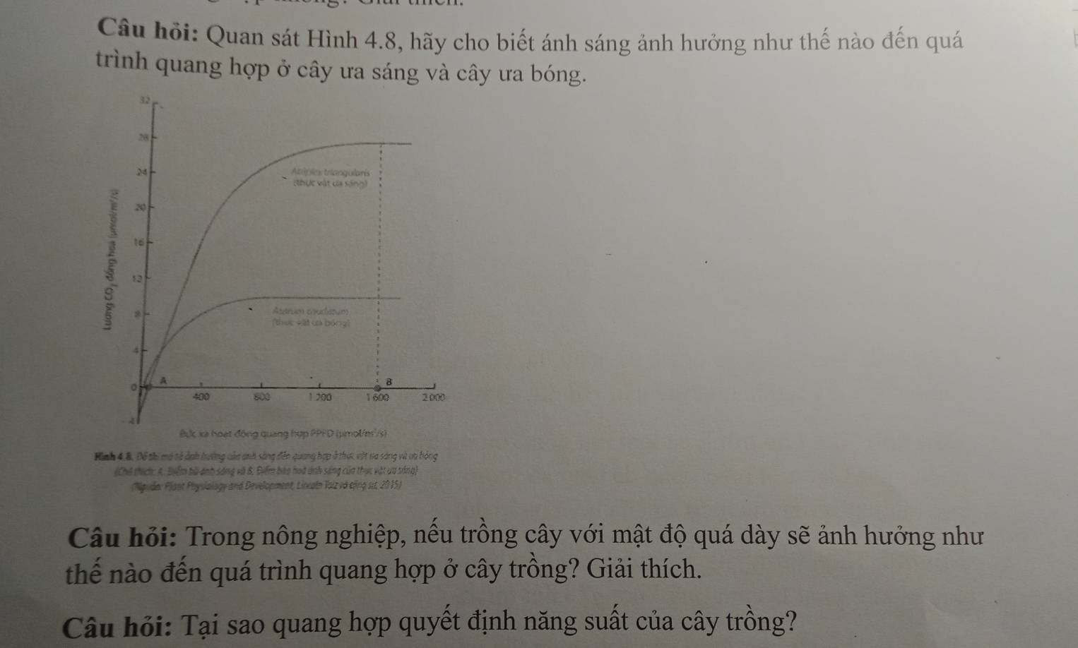 Câu hỏi: Quan sát Hình 4.8, hãy cho biết ánh sáng ảnh hưởng như thế nào đến quá 
trình quang hợp ở cây ưa sáng và cây ưa bóng. 
Hình 4 8, Đổ thi mô sả ảnh hướng của ánh sáng đến quang hợp ở thực, vật na sáng và va bóng 
(Chủ thích: A: Biểm bù ánh sáng và 8: Điểm bào hoà ánh sáng của thực vật ưa sáng) 
(Mgudar Plant Physlology and Development, Lincatn Toiz và cộng st. 2015) 
Câu hỏi: Trong nông nghiệp, nếu trồng cây với mật độ quá dày sẽ ảnh hưởng như 
thế nào đến quá trình quang hợp ở cây trồng? Giải thích. 
Câu hỏi: Tại sao quang hợp quyết định năng suất của cây trồng?