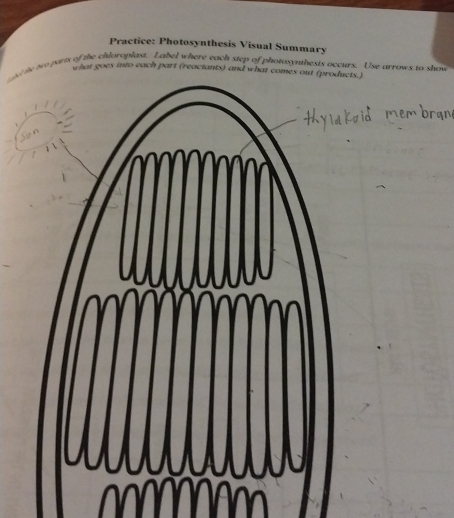 Solved: Practice: Photosynthesis Visual Summary nee parts of the ...