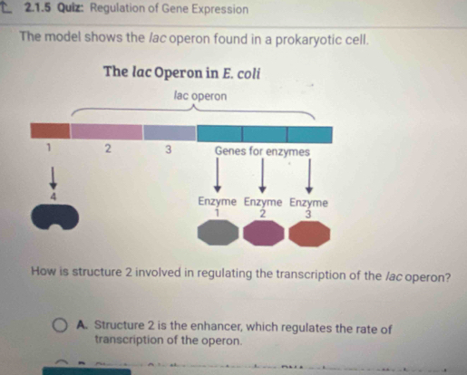 Regulation of Gene Expression 
The model shows the /ac operon found in a prokaryotic cell. 
How is structure 2 involved in regulating the transcription of the /ac operon? 
A. Structure 2 is the enhancer, which regulates the rate of 
transcription of the operon.