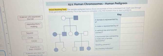 15.1: Human Chromosomes - Human Pedigrees 
Viual Reading Tool. The sample pedigrees below shows an example of how a dominant trait might pass through 
three generations of a family. Fill in the blanks to ce 
A person who expresses the brait 
reproduction/ 
mating 
Square 
Circle 
Circle 
their children Parents to 
“ 7 A person who does not exprenes the ball.