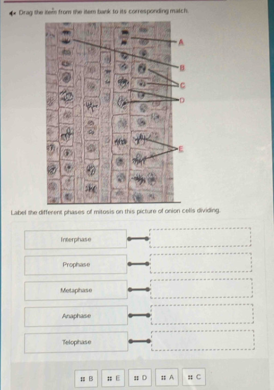 Drag the itern from the item bank to its corresponding match.
Label the different phases of mitosis on this picture of onion cells dividing.
Interphase
Prophase
Metaphase
Anaphase
Telophase
A C