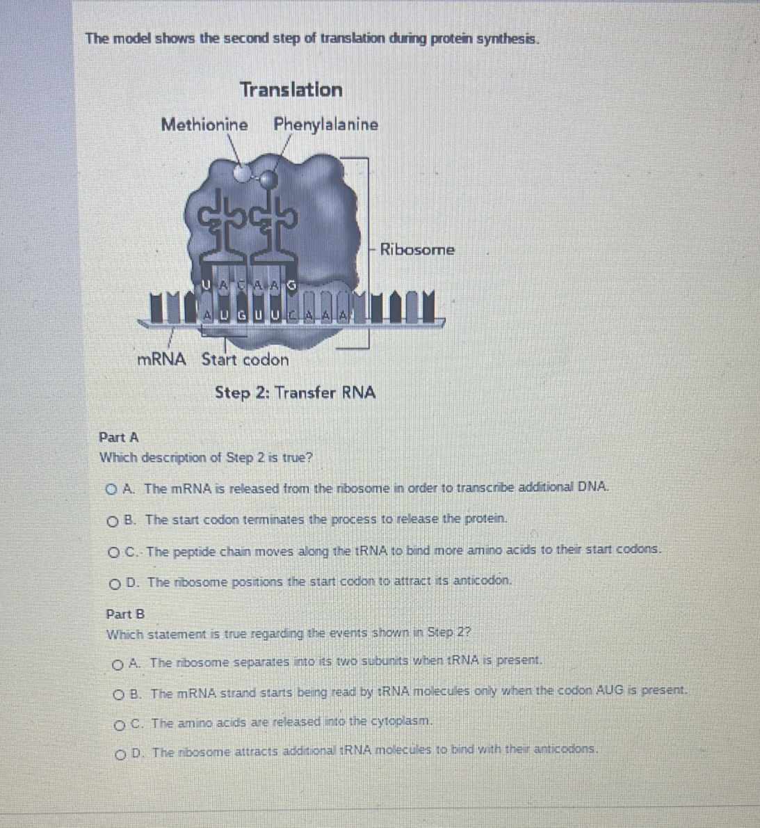 The model shows the second step of translation during protein synthesis.
Part A
Which description of Step 2 is true?
A. The mRNA is released from the ribosome in order to transcribe additional DNA.
B. The start codon terminates the process to release the protein.
C. The peptide chain moves along the tRNA to bind more amino acids to their start codons.
D. The ribosome positions the start codon to attract its anticodon.
Part B
Which statement is true regarding the events shown in Step 2?
A. The ribosome separates into its two subunits when tRNA is present.
B. The mRNA strand starts being read by tRNA molecules only when the codon AUG is present.
C. The amino acids are released into the cytoplasm.
D. The ribosome attracts additional tRNA molecules to bind with their anticodons.