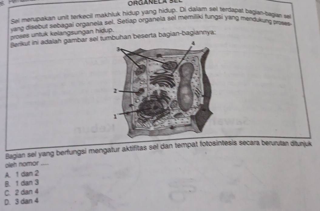 Sel merupakan unit terkecil makhluk hidup yang hidup. Di dalam sel terdapat bagian-bagian sel
yang disebut sebagai organela sel. Setiap organela sel memiliki fungsi yang mendukung proses-
proses untuk kelangsungan hidup.
Berikut ini adalah gambar sel tumbuhan beserta bagian-bagiannya;
Bagian sel yang berfungsi mengatur aktifitas sel dan tempat fotosintesis secara berurutan ditunjuk
oleh nomor ....
A. 1 dan 2
B. 1 dan 3
C. 2 dan 4
D. 3 dan 4