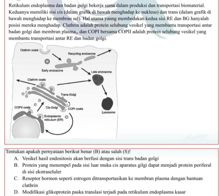 Retikulum endoplasma dan badan golgi bekerja sama dalam produksi dan transportasi biomaterial.
Keduanya memiliki sisi cis (dalam grafik di bawah menghadap ke nukleus) dan trans (dalam grafik di
bawah menghadap ke membran sel). Hal utama yanng membedakan kedua sisi RE dan BG hanyalah
posisi mereka menghadap. Clathrin adalah protein selubung vesikel yang membantu transportasi antar
badan golgi dan membran plasma,, dan COPI bersama COPII adalah protein selubung vesikel yang
membantu transportasi antar RE dan badan golgi.
Tentukan apakah pernyataan berikut benar (B) atau salah (S)!
A. Vesikel hasil endositosis akan berfusi dengan sisi trans badan golgi
B. Protein yang menempel pada sisi luar muka cis aparatus gilgi dapat menjadi protein periferal
di sisi ekstraseluler
C. Reseptor hormon seperti estrogen ditransportasikan ke membran plasma dengan bantuan
clathrin
D. Modifikasi glikoprotein paska translasi terjadi pada retikulum endoplasma kasar