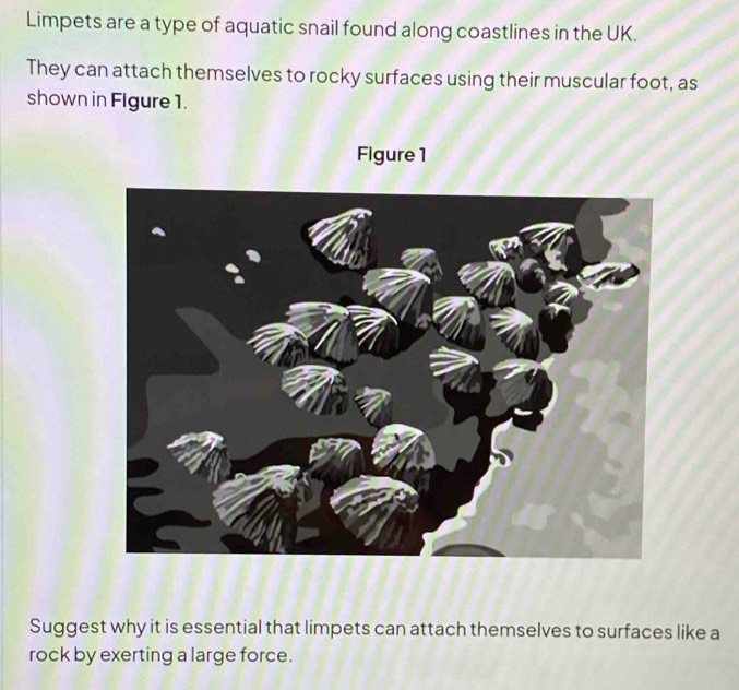 Limpets are a type of aquatic snail found along coastlines in the UK. 
They can attach themselves to rocky surfaces using their muscular foot, as 
shown in Flgure 1. 
Figure 1 
Suggest why it is essential that limpets can attach themselves to surfaces like a 
rock by exerting a large force.