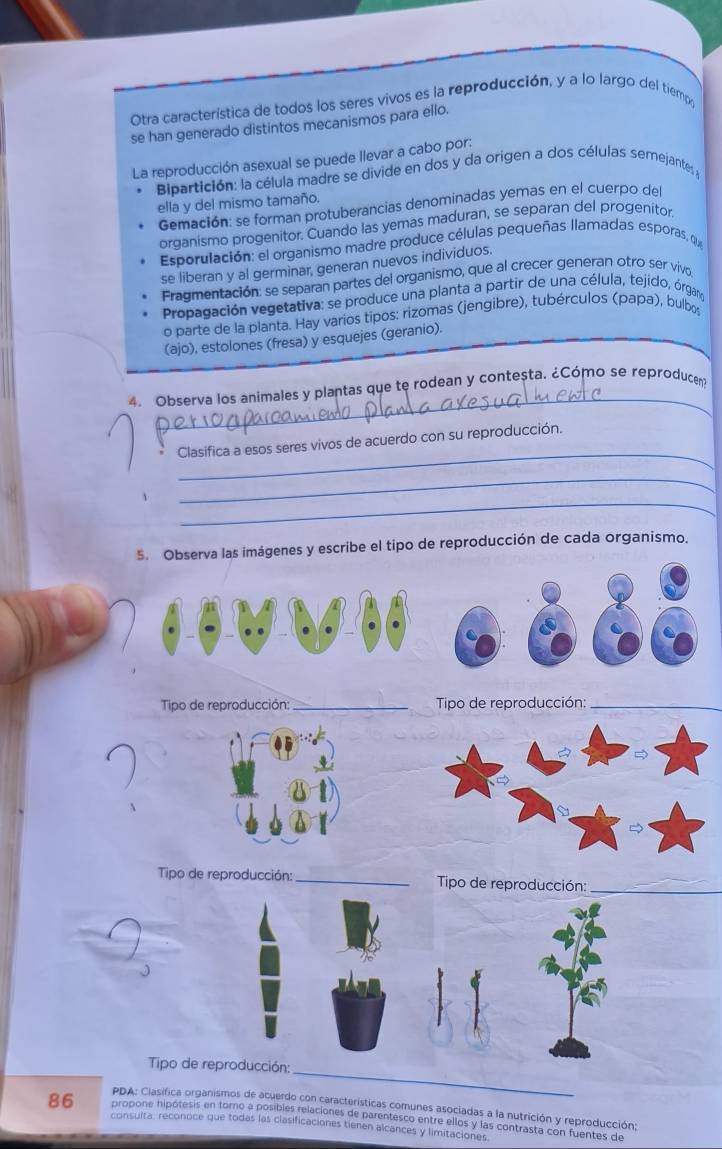 Otra característica de todos los seres vivos es la reproducción, y a lo largo del tiemp,
se han generado distintos mecanismos para ello.
La reproducción asexual se puede llevar a cabo por:
Bipartición: la célula madre se divide en dos y da origen a dos células semejantes 
ella y del mismo tamaño.
Gemación: se forman protuberancias denominadas yemas en el cuerpo del
orqanismo progenitor. Cuando las yemas maduran, se separan del progenitor.
Esporulación: el organismo madre produce células pequeñas llamadas esporas, q
se liberan y al germinar, generan nuevos individuos.
Fragmentación: se separan partes del organismo, que al crecer generan otro ser vivo
Propagación vegetativa: se produce una planta a partir de una célula, tejido, órgamo
o parte de la planta. Hay varios tipos: rizomas (jengibre), tubérculos (papa), bulbo
(ajo), estolones (fresa) y esquejes (geranio).
_
4. Observa los animales y plantas que te rodean y conteșta. ¿Cómo se reproducen
_
Clasifica a esos seres vivos de acuerdo con su reproducción.
_
_
5. Observa las imágenes y escribe el tipo de reproducción de cada organismo.
Tipo de reproducción:_  Tipo de reproducción:_
Tipo de reproducción: _Tipo de reproducción:_
Tipo de reproducción:
_
PDA: Clasifica organismos de acuerdo con características comunes asociadas a la nutrición y reproducción;
86 propone hipótesis en toro a posibles relaciones de parentesco entre ellos y las contrasta con fuentes de
consulta: reconoce que todas las clasificaciones tienen alcances y limitaciones