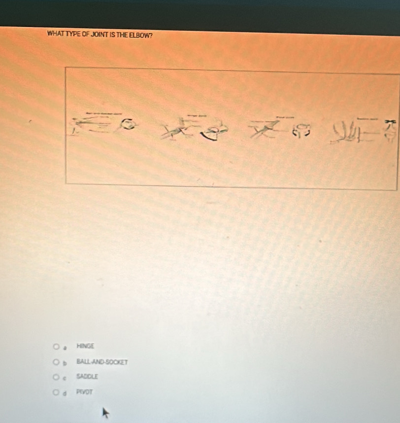 WHAT TYPE OF JOINT IS THE ELBOW?
a HINGE
b BALL-AND-SOCKET
c SADDLE
d PIVOT