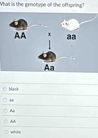 What is the genotype of the offspring?
black
aa
Aa
AA
white