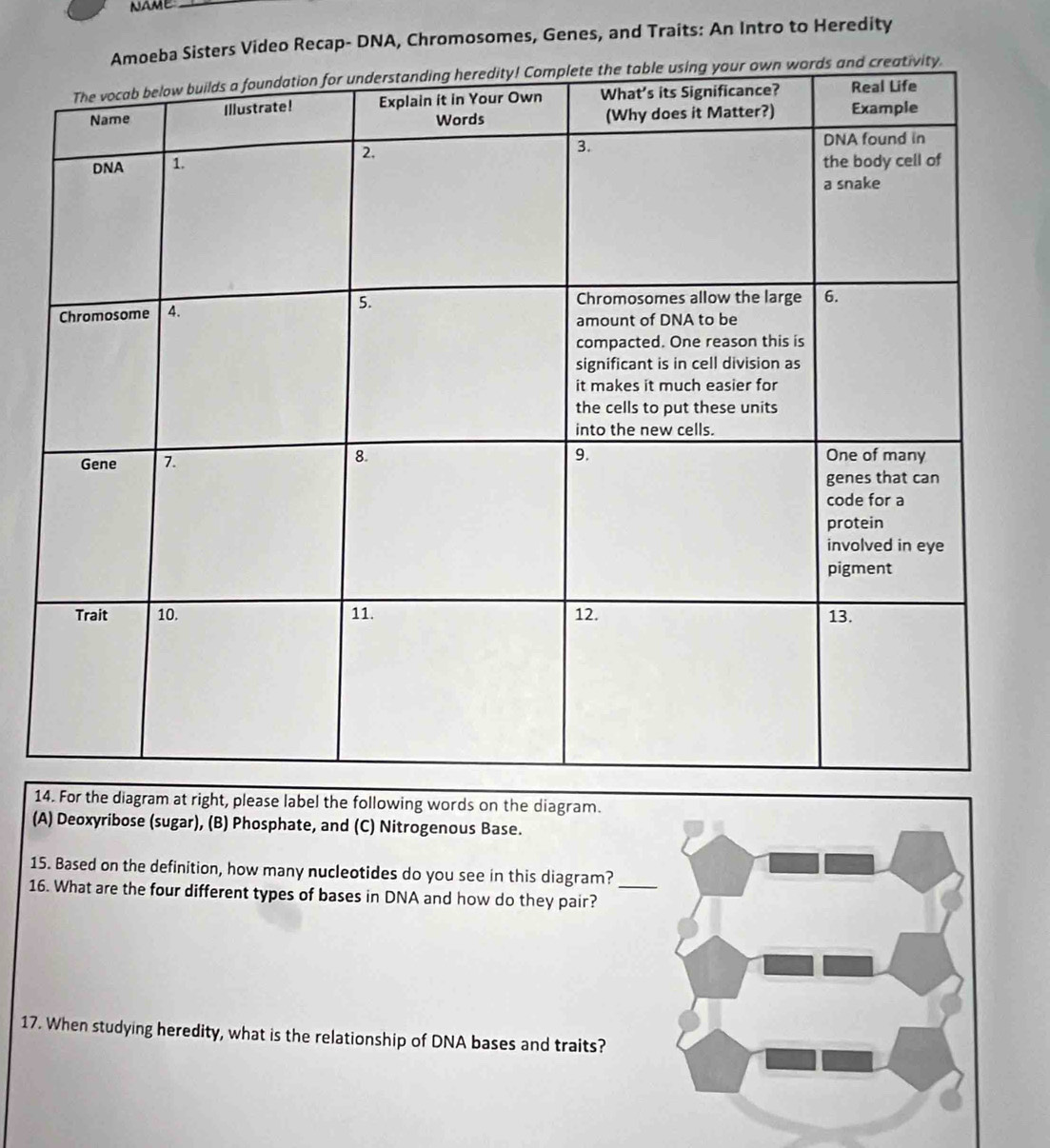 name_ 
a Sisters Video Recap- DNA, Chromosomes, Genes, and Traits: An Intro to Heredity 
14. For the diagram at right, please label the following words on the diagram. 
(A) Deoxyribose (sugar), (B) Phosphate, and (C) Nitrogenous Base. 
15. Based on the definition, how many nucleotides do you see in this diagram? 
16. What are the four different types of bases in DNA and how do they pair?_ 
17. When studying heredity, what is the relationship of DNA bases and traits?