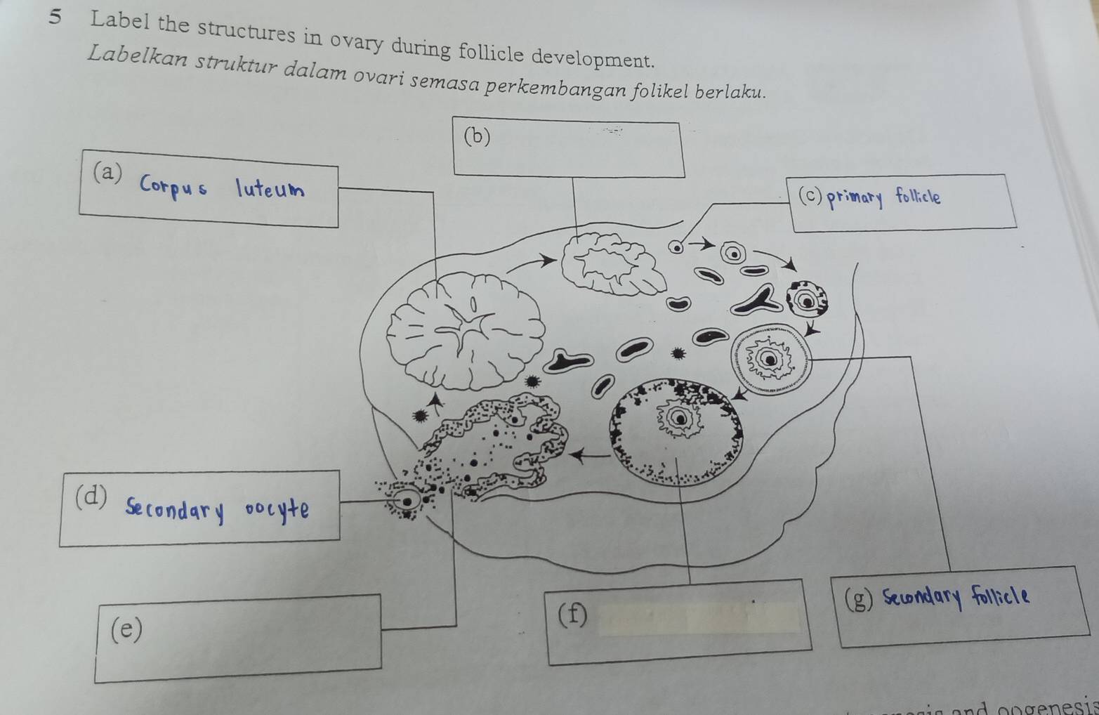 Label the structures in ovary during follicle development. 
Labelkan struktur dalam ovari semasa perkembangan folikel berlaku. 
oogenesis