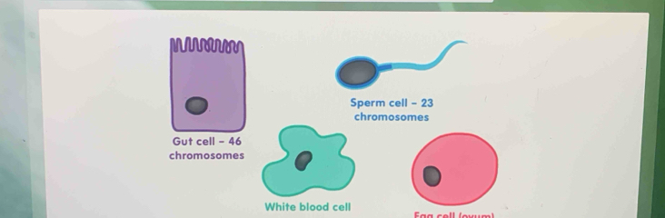 aa cell (oxum)