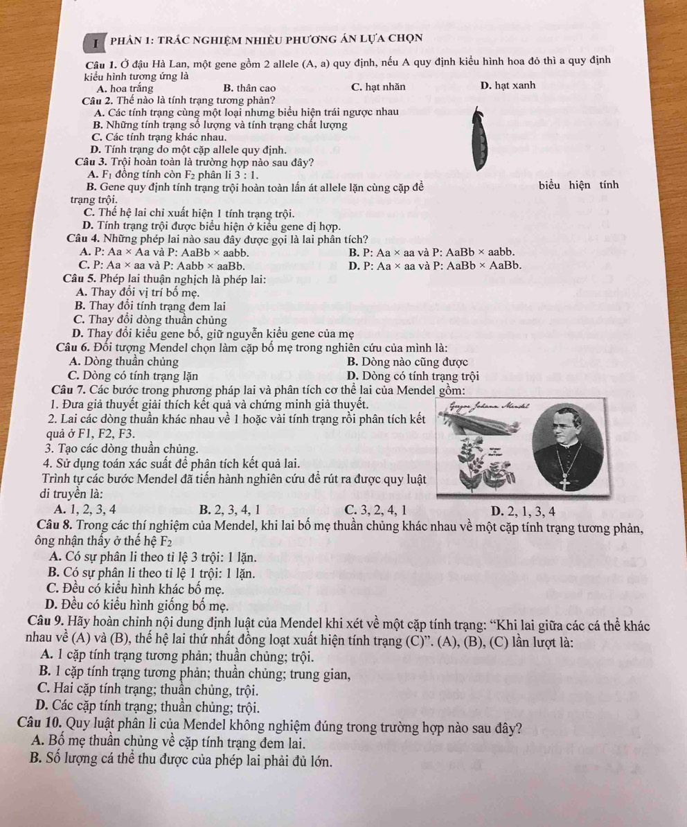 phảN 1: trÁc nghiệm nhiềU phươnG án lựa chọn
Câu 1. Ở đậu Hà Lan, một gene gồm 2 allele (A,a) quy định, nếu A quy định kiểu hình hoa đỏ thì a quy định
kiểu hình tương ứng là
A. hoa trắng B. thân cao C. hạt nhăn D. hạt xanh
Câu 2. Thế nào là tính trạng tương phản?
A. Các tính trạng cùng một loại nhưng biểu hiện trái ngược nhau
B. Những tính trạng số lượng và tính trạng chất lượng
C. Các tính trạng khác nhau.
D. Tính trạng do một cặp allele quy định.
Câu 3. Trội hoàn toàn là trường hợp nào sau đây?
A. F_1 đồng tính còn F_2 phân li 3:1.
B. Gene quy định tính trạng trội hoàn toàn lấn át allele lặn cùng cặp đề biểu hiện tính
trạng trội.
C. Thế hệ lai chỉ xuất hiện 1 tính trạng trội.
D. Tính trạng trội được biểu hiện ở kiểu gene dị hợp.
Câu 4. Những phép lai nào sau đây được gọi là lai phân tích?
A. P: Aa* A a và P:AaBb* aabb B. P: Aa × aa và P: AaBb* aabb.
C. P:Aa* aa và P:Aabb* aaBb. D. P: Aa* aa và P: AaBb> × AaBb.
Câu 5. Phép lai thuận nghịch là phép lai:
A. Thay đổi vị trí bố mẹ.
B. Thay đổi tính trạng đem lai
C. Thay đổi dòng thuần chủng
D. Thay đổi kiểu gene bố, giữ nguyễn kiểu gene của mẹ
Câu 6. Đối tượng Mendel chọn làm cặp bố mẹ trong nghiên cứu của mình là:
A. Dòng thuần chủng B. Dòng nào cũng được
C. Dòng có tính trạng lặn D. Dòng có tính trạng trội
Câu 7. Các bước trong phương pháp lai và phân tích cơ thể lai của Men
1. Đưa giả thuyết giải thích kết quả và chứng minh giả thuyết.
2. Lai các dòng thuần khác nhau về 1 hoặc vài tính trạng rồi phân tích kế
quả ở F1, F2, F3.
3. Tạo các dòng thuần chủng.
4. Sử dụng toán xác suất để phân tích kết quả lai.
Trình tự các bước Mendel đã tiến hành nghiên cứu để rút ra được quy luậ
di truyền là:
A. 1, 2, 3, 4 B. 2, 3, 4, 1 C. 3, 2, 4, 1 D. 2, 1, 3, 4
Câu 8. Trong các thí nghiệm của Mendel, khi lai bố mẹ thuần chủng khác nhau về một cặp tính trạng tương phản,
ông nhận thấy ở thế hệ F_2
A. Có sự phân li theo tỉ lệ 3 trội: 1 lặn.
B. Có sự phân li theo ti lệ 1 trội: 1 lặn.
C. Đều có kiểu hình khác bố mẹ.
D. Đều có kiểu hình giống bố mẹ.
Câu 9. Hãy hoàn chỉnh nội dung định luật của Mendel khi xét về một cặp tính trạng: “Khi lai giữa các cá thể khác
nhau về (A) và (B), thế hệ lai thứ nhất đồng loạt xuất hiện tính trạng (C)”. (A), (B), (C) lần lượt là:
A. 1 cặp tính trạng tương phản; thuần chủng; trội.
B. 1 cặp tính trạng tương phản; thuần chủng; trung gian,
C. Hai cặp tính trạng; thuần chủng, trội.
D. Các cặp tính trạng; thuần chủng; trội.
Câu 10. Quy luật phân li của Mendel không nghiệm đúng trong trường hợp nào sau đây?
A. Bố mẹ thuần chủng về cặp tính trạng đem lai.
B. Số lượng cá thể thu được của phép lai phải đủ lớn.