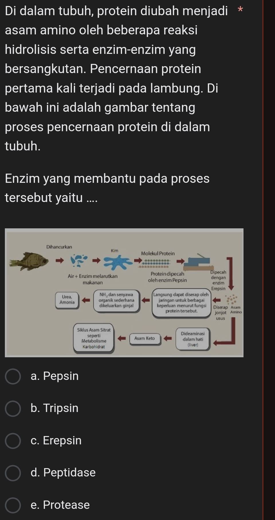 Di dalam tubuh, protein diubah menjadi *
asam amino oleh beberapa reaksi
hidrolisis serta enzim-enzim yang
bersangkutan. Pencernaan protein
pertama kali terjadi pada lambung. Di
bawah ini adalah gambar tentang
proses pencernaan protein di dalam
tubuh.
Enzim yang membantu pada proses
tersebut yaitu ....
a. Pepsin
b. Tripsin
c. Erepsin
d. Peptidase
e. Protease