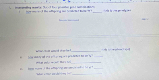 1 2 
i. Interpreting results: Out of four possible gene combinations: 
i. how many of the offspring are predicted to be YY?_ (this is the genotype) 
Mendel Webquest page 2 
What color would they be?_ (this is the phenotype) 
ii. how many of the offspring are predicted to be Yy?_ 
What color would they be?_ 
iii. how many of the offspring are predicted to be yy?_ 
What color would they be?_