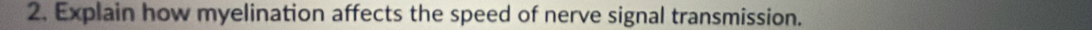 Explain how myelination affects the speed of nerve signal transmission.
