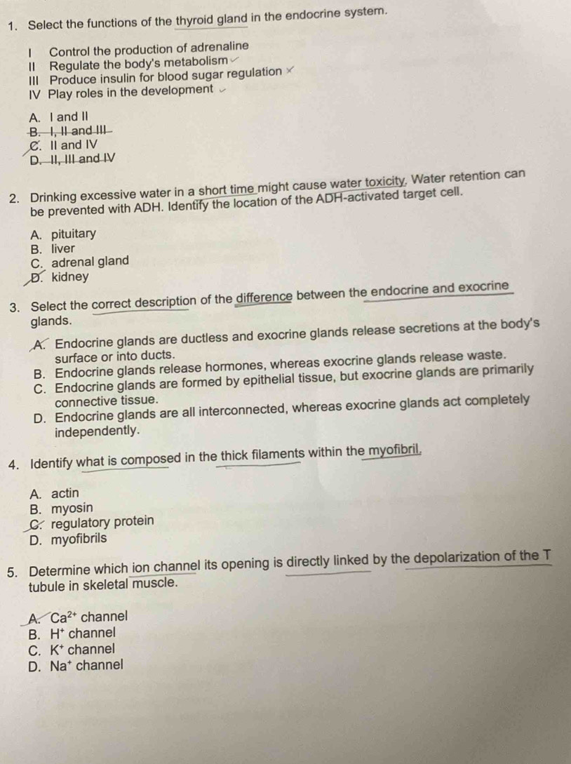 Select the functions of the thyroid gland in the endocrine system.
I Control the production of adrenaline
II Regulate the body's metabolism
III Produce insulin for blood sugar regulation x 
IV Play roles in the development
A. I and II
B. I, II and III
C. II and IV
D. II, III and IV
2. Drinking excessive water in a short time might cause water toxicity. Water retention can
be prevented with ADH. Identify the location of the ADH-activated target cell.
A. pituitary
B. liver
C. adrenal gland
D. kidney
3. Select the correct description of the difference between the endocrine and exocrine
glands.
A. Endocrine glands are ductless and exocrine glands release secretions at the body's
surface or into ducts.
B. Endocrine glands release hormones, whereas exocrine glands release waste.
C. Endocrine glands are formed by epithelial tissue, but exocrine glands are primarily
connective tissue.
D. Endocrine glands are all interconnected, whereas exocrine glands act completely
independently.
4. Identify what is composed in the thick filaments within the myofibril,
A. actin
B. myosin
C. regulatory protein
D. myofibrils
5. Determine which ion channel its opening is directly linked by the depolarization of the T
tubule in skeletal muscle.
A. Ca^(2+) channel
B. H^+ channel
C. K^+ channel
D. Na* channel