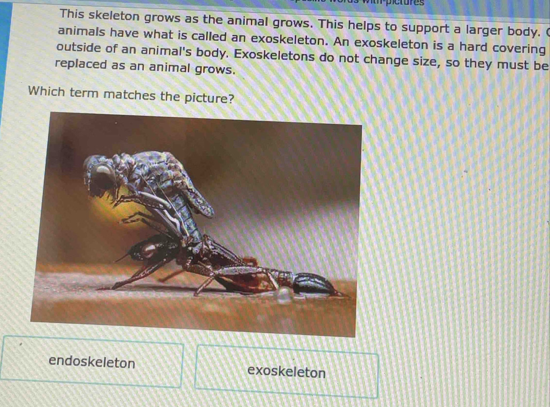 witr-pictures
This skeleton grows as the animal grows. This helps to support a larger body. (
animals have what is called an exoskeleton. An exoskeleton is a hard covering
outside of an animal's body. Exoskeletons do not change size, so they must be
replaced as an animal grows.
Which term matches the picture?
endoskeleton exoskeleton