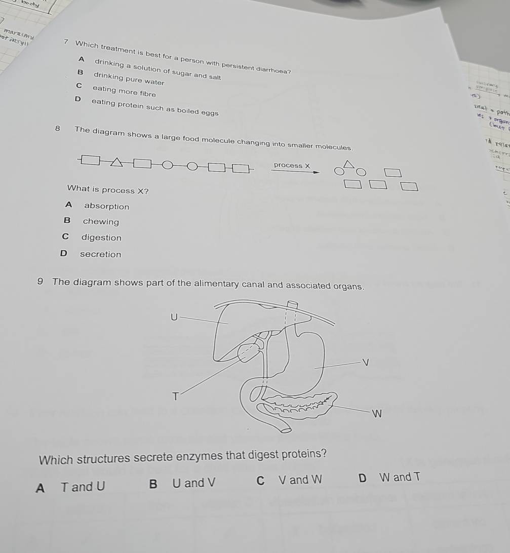 lbooy
maresm u
t i s l 
7 Which treatment is best for a person with persistent diarrhoea?
B drinking pure water
A drinking a solution of sugar and salt ι u
S
C eating more fibre
D eating protein such as boiled eggs
gat
aradon
Cœt
8 The diagram shows a large food molecule changing into smaller molecules
rela
process X
What is process X?
A absorption
B chewing
C digestion
D secretion
9 The diagram shows part of the alimentary canal and associated organs.
Which structures secrete enzymes that digest proteins?
A T and U B U and V C V and W D W and T