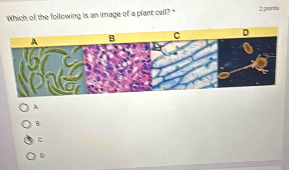 Which of the following is an image of a plant cell?*
2 points
A
B
C