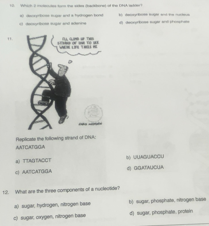 Solved: Which 2 molecules form the sides (backbone) of the DNA ladder ...