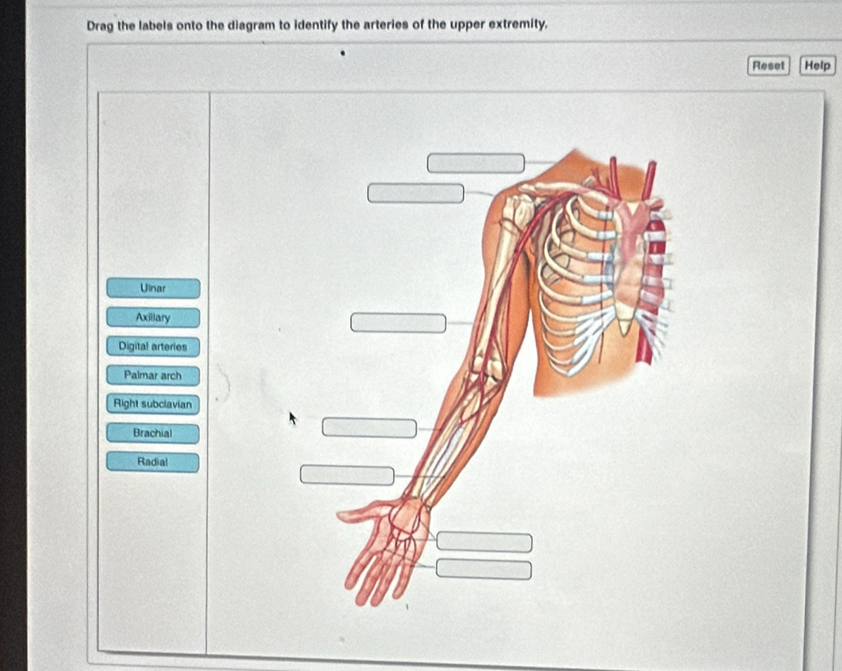 Solved: Drag the labels onto the diagram to identify the arteries of ...