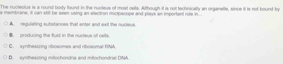 The nucleolus is a round body found in the nucleus of most cells. Although it is not technically an organelle, since it is not bound by
a membrane, it can still be seen using an electron microscope and plays an important role in...
A. regulating substances that enter and exit the nucleus.
B. producing the fluid in the nucleus of cells.
C. synthesizing ribosomes and ribosomal RNA
D. synthesizing mitochondria and mitochondrial DNA.