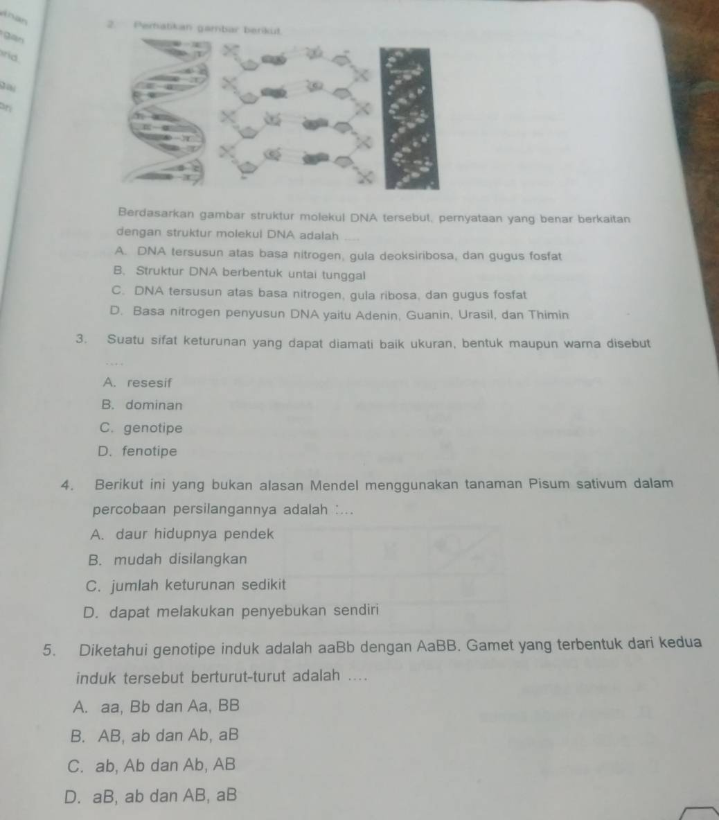 doan
gàn
id

on
Berdasarkan gambar struktur molekul DNA tersebut, pernyataan yang benar berkaitan
dengan struktur molekul DNA adalah
A. DNA tersusun atas basa nitrogen, gula deoksiribosa, dan gugus fosfat
B. Struktur DNA berbentuk untai tunggal
C. DNA tersusun atas basa nitrogen, gula ribosa, dan gugus fosfat
D. Basa nitrogen penyusun DNA yaitu Adenin, Guanin, Urasil, dan Thimin
3. Suatu sifat keturunan yang dapat diamati baik ukuran, bentuk maupun warna disebut
A. resesif
B. dominan
C. genotipe
D. fenotipe
4. Berikut ini yang bukan alasan Mendel menggunakan tanaman Pisum sativum dalam
percobaan persilangannya adalah :...
A. daur hidupnya pendek
B. mudah disilangkan
C. jumlah keturunan sedikit
D. dapat melakukan penyebukan sendiri
5. Diketahui genotipe induk adalah aaBb dengan AaBB. Gamet yang terbentuk dari kedua
induk tersebut berturut-turut adalah ..
A. aa, Bb dan Aa, BB
B. AB, ab dan Ab, aB
C. ab, Ab dan Ab, AB
D. aB, ab dan AB, aB