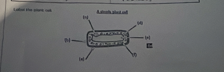 Label the plant ceil.