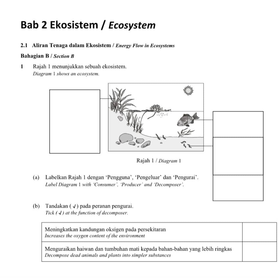 Bab 2 Ekosistem / Ecosystem
2.1 Aliran Tenaga dalam Ekosistem / Energy Flow in Ecosystems
Bahagian B / Section B
1 Rajah 1 menunjukkan sebuah ekosistem.
Diagram 1 shows an ecosystem.
(a) Labelkan Rajah 1 dengan ‘Pengguna’, ‘Pengeluar’ dan ‘Pengurai’.
Label Diagram 1 with ‘Consumer’, ‘Producer’ and ‘Decomposer’.
(b) Tandakan ( √ ) pada peranan pengurai.
Tick ( J) at the function of decomposer.
Meningkatkan kandungan oksigen pada persekitaran
Increases the oxygen content of the environment
Menguraikan haiwan dan tumbuhan mati kepada bahan-bahan yang lebih ringkas
Decompose dead animals and plants into simpler substances