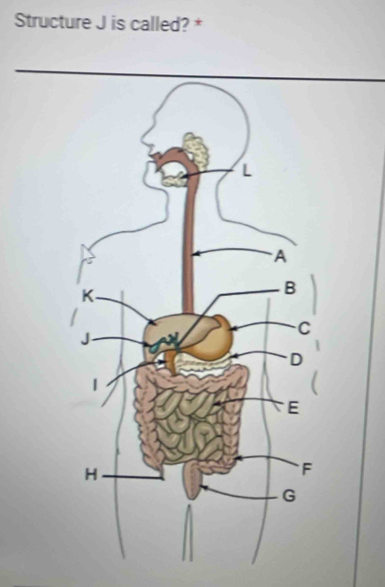 Structure J is called? *