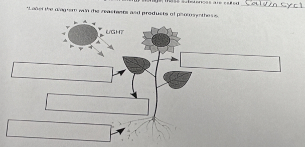 slunags: these substances are called 
_ 
*Label the diagram with the reactants and products of photosynthesis. 
A 
> 
LIGHT