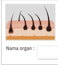 Nama organ :