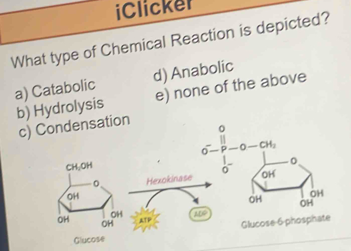 iClicker
What type of Chemical Reaction is depicted?
a) Catabolic d) Anabolic
b) Hydrolysis e) none of the above
c) Condensation
O^--P-P-O-CH_2
0
Hexokinase
OH
OH
OH OH
LEG 
ATP
Glucose 6 phosphate