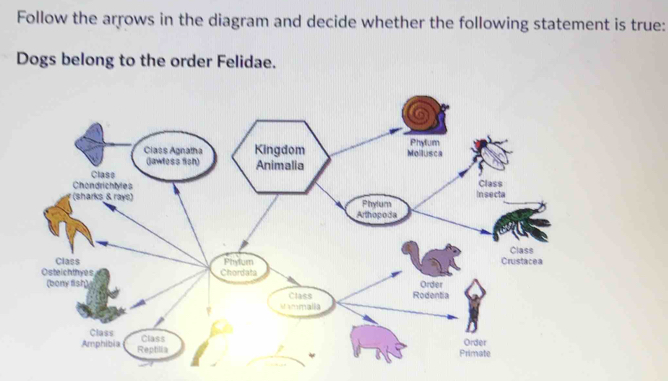 Follow the arrows in the diagram and decide whether the following statement is true: 
Dogs belong to the order Felidae. 
Kingdom Mollusca Phylum 
Animalia 
Class 
Insecta 
(sharks & rays) Phylum 
Arthopoda 
Class Phyfum Crustacea Class 
Osteichthyes Chordata 
(bony fish) 
Order 
Class Rodentia 
Mammalia 
Class Class 
Order 
Amphibia Reptilla 
Primate