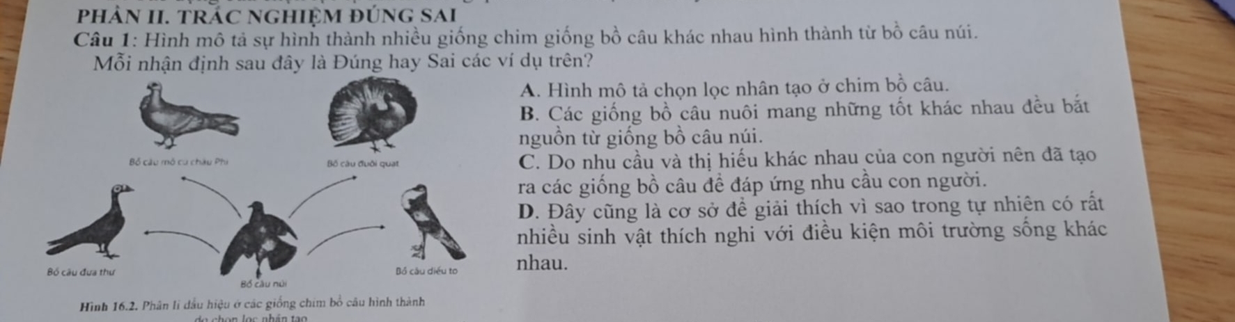 phảN II. TRÁC NGHIỆM đÚNG SAi
Câu 1: Hình mô tả sự hình thành nhiều giống chim giống bồ câu khác nhau hình thành từ bồ câu núi.
Mỗi nhận định sau đây là Đúng hay Sai các ví dụ trên?
A. Hình mô tả chọn lọc nhân tạo ở chim bồ câu.
B. Các giống bồ câu nuôi mang những tốt khác nhau đều bắt
nguồn từ giống bồ câu núi.
C. Do nhu cầu và thị hiếu khác nhau của con người nên đã tạo
ra các giống bồ câu đề đáp ứng nhu cầu con người.
D. Đây cũng là cơ sở để giải thích vì sao trong tự nhiên có rất
nhiều sinh vật thích nghi với điều kiện môi trường sống khác
nhau.
Hình 16.2. Phân li dầu hiệu ở các giống chim bồ câu hình thành