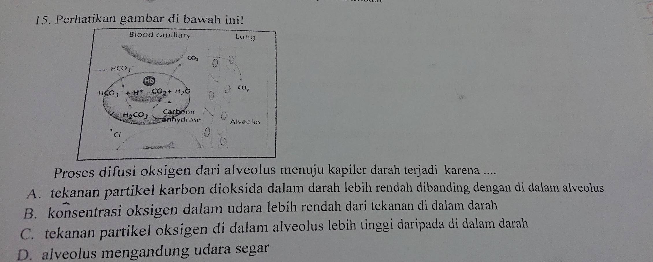 Perhatikan gambar di bawah ini!
Proses difusi oksigen dari alveolus menuju kapiler darah terjadi karena ....
A. tekanan partikel karbon dioksida dalam darah lebih rendah dibanding dengan di dalam alveolus
B. konsentrasi oksigen dalam udara lebih rendah dari tekanan di dalam darah
C. tekanan partikel oksigen di dalam alveolus lebih tinggi daripada di dalam darah
D. alveolus mengandung udara segar