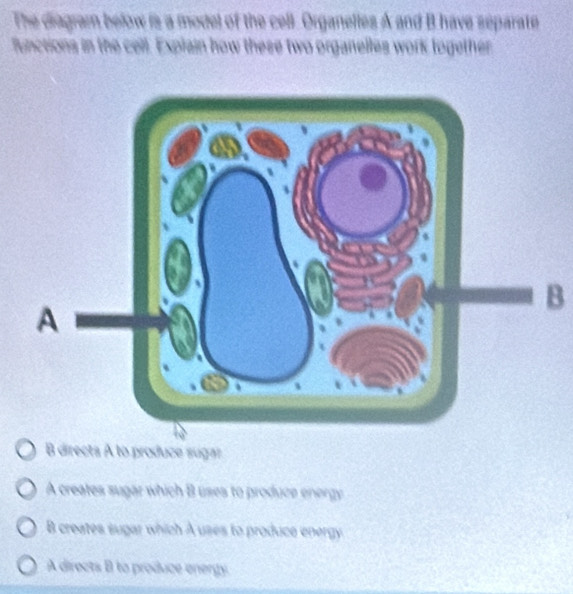 The diagram below is a model of the cell. Organelles A and B have separate
functions in the cell. Explain how these two organelles work together
B
B directs A to produce sugar
A creates sugar which B uses to produce energy
B creates sugar which A uses to produce energy.
A directs B to produce energy.