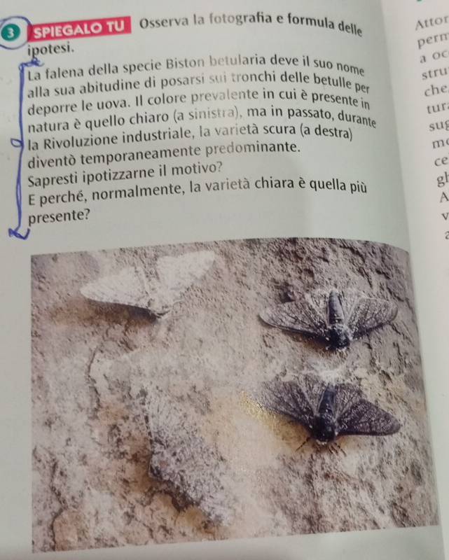 3 “SPIEGALO TU〗 Osserva la fotografía e formula delle 
Attor 
ipotesi. 
perm 
a oc 
La falena della specie Biston betularia deve il suo nome stru 
alla sua abitudine di posarsi sui tronchi delle betulle per che 
deporre le uova. Il colore prevalente in cui è presente in 
tur 
natura è quello chiaro (a sinistra), ma in passato, durante 
O la Rivoluzione industriale, la varietà scura (a destra) 
sug 
diventò temporaneamente predominante. 
m 
Sapresti ipotizzarne il motivo? 
ce 
E perché, normalmente, la varietà chiara è quella più 
A 
presente? gl 
V