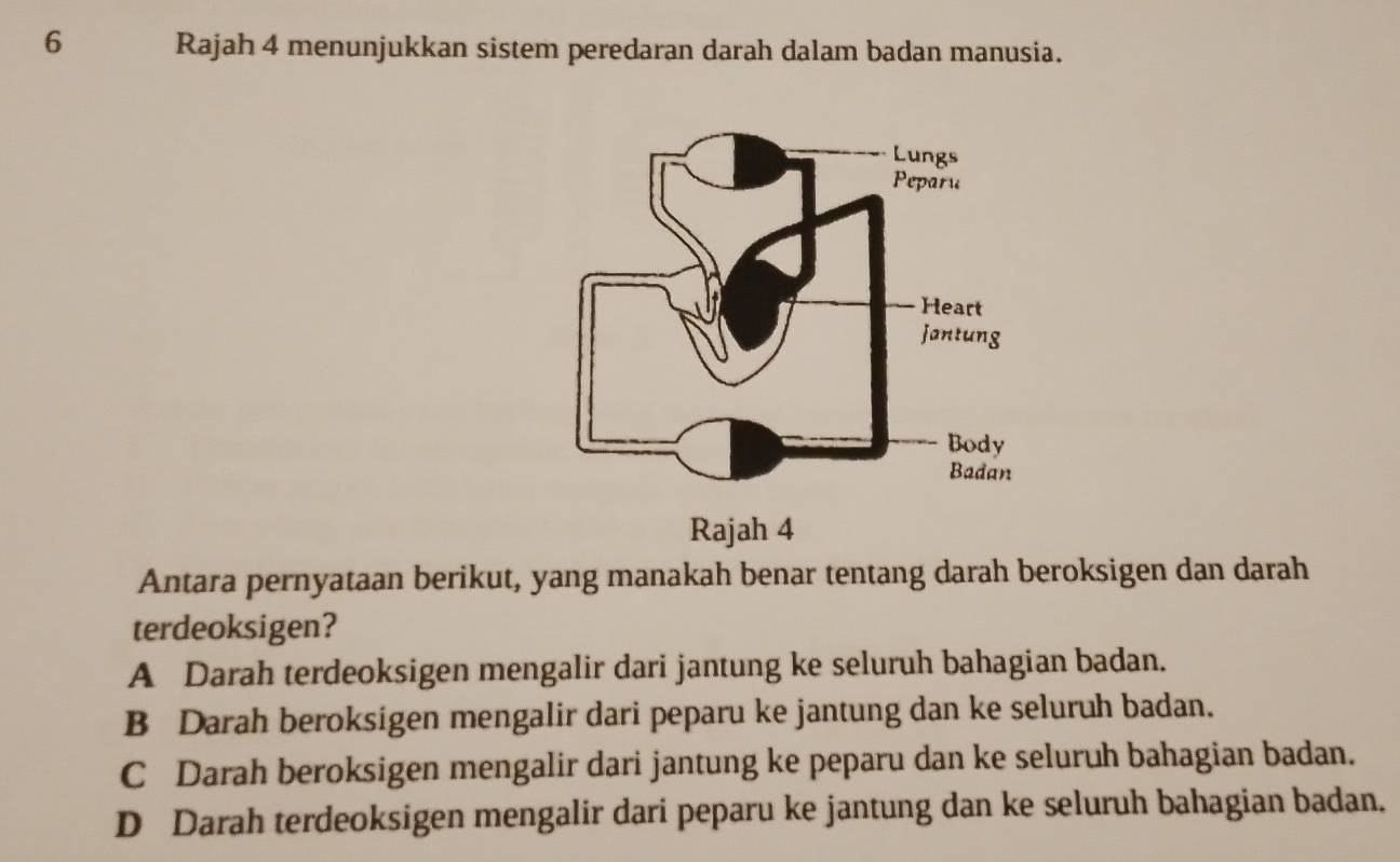 Rajah 4 menunjukkan sistem peredaran darah dalam badan manusia.
Antara pernyataan berikut, yang manakah benar tentang darah beroksigen dan darah
terdeoksigen?
A Darah terdeoksigen mengalir dari jantung ke seluruh bahagian badan.
B Darah beroksigen mengalir dari peparu ke jantung dan ke seluruh badan.
C Darah beroksigen mengalir dari jantung ke peparu dan ke seluruh bahagian badan.
D Darah terdeoksigen mengalir dari peparu ke jantung dan ke seluruh bahagian badan.