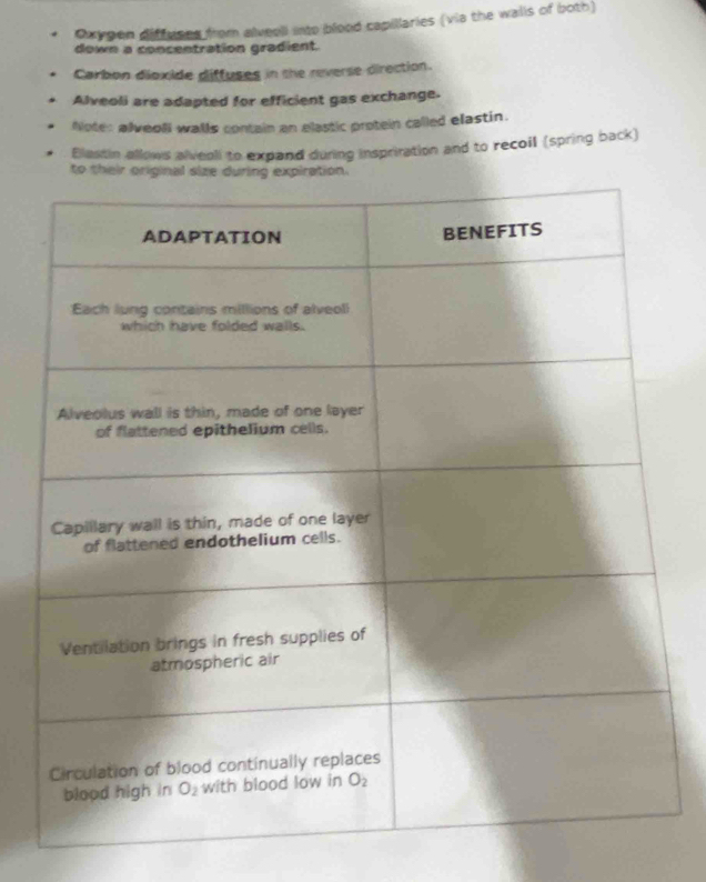 Oxygen diffuses from alveoll into blood capillaries (via the walls of both)
down a concentration gradient.
Carbon dioxide diffuses in the reverse direction.
Alveoli are adapted for efficient gas exchange.
Note: alveoli walls contain an elastic protein called elastin.
Blastin allows alveoli to expand during inspriration and to recoil (spring back)