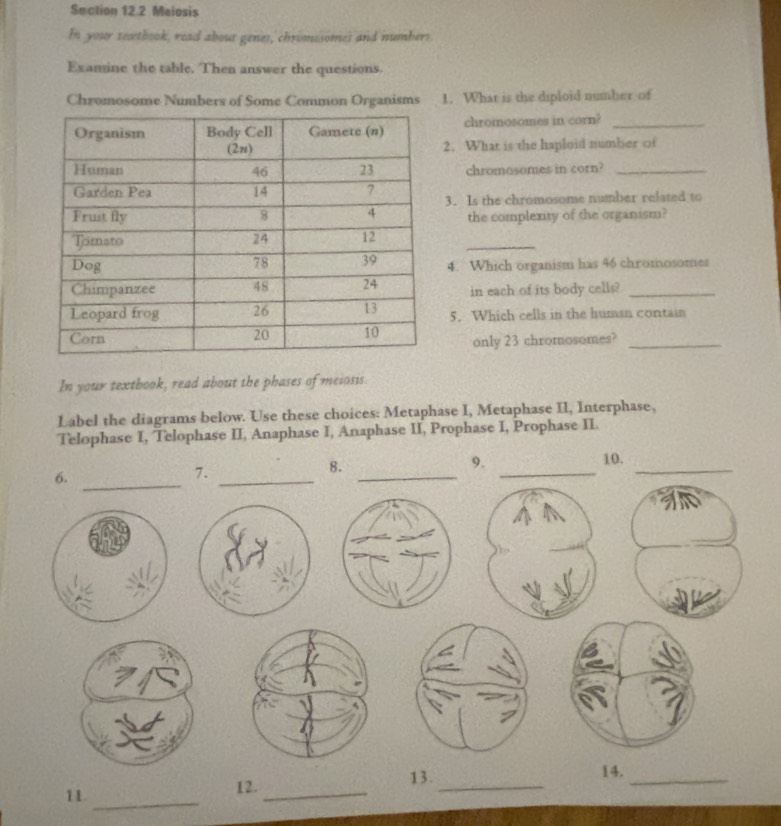 Maiosis 
In your tecetbook, read about genes, chromosomes and numbers. 
Examine the table. Then answer the questions. 
Chromosome Numbers of Some Common Organisms 1. What is the diploid number of 
chromosomes in corn?_ 
2. What is the haploid number of 
chromosomes in corn?_ 
3. Is the chromosome number related to 
the complexity of the organism? 
_ 
4. Which organism has 46 chromosomes 
in each of its body cells?_ 
5. Which cells in the human contain 
only 23 chromosomes?_ 
In your textbook, read about the phases of meiosis. 
Label the diagrams below. Use these choices: Metaphase I, Metaphase II, Interphase, 
Telophase I, Telophase II, Anaphase I, Anaphase II, Prophase I, Prophase II. 
10. 
6. 
_ 
_ 
7. 
_ 
8. 
_ 
9. 
_ 
13. 
_ 
11. 12._ _14._