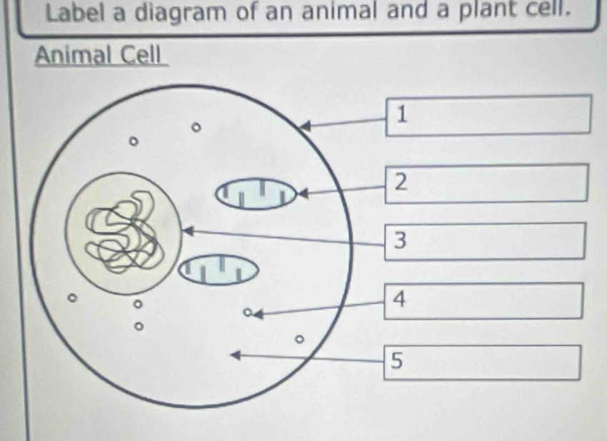 Label a diagram of an animal and a plant cell. 
Animal Cell