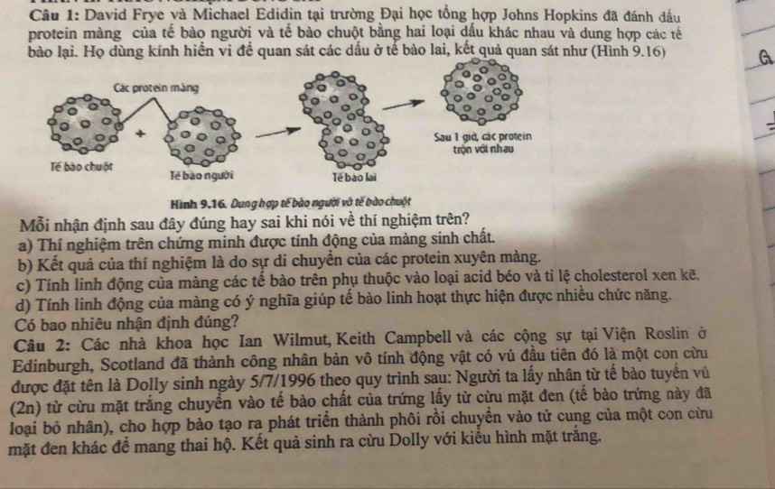 David Frye và Michael Edidin tại trường Đại học tổng hợp Johns Hopkins đã đánh dầu
protein màng của tế bào người và tế bào chuột bằng hai loại dấu khác nhau và dung hợp các tế
bào lại. Họ dùng kính hiển vi đề quan sát các dấu ở tế bào lai, kết quả quan sát như (Hình 9.16)
Hình 9.16. Dung hợp tế bào người vô tế bào chuột
Mỗi nhận định sau đây đúng hay sai khi nói về thí nghiệm trên?
a) Thí nghiệm trên chứng minh được tính động của màng sinh chất.
b) Kết quả của thí nghiệm là do sự di chuyển của các protein xuyên màng.
c) Tính linh động của màng các tế bào trên phụ thuộc vào loại acid béo và ti lệ cholesterol xen kẽ.
d) Tính linh động của màng có ý nghĩa giúp tế bào linh hoạt thực hiện được nhiều chức năng.
Có bao nhiêu nhận định đúng?
Câu 2: Các nhà khoa học Ian Wilmut, Keith Campbell và các cộng sự tại Viện Roslin ở
Edinburgh, Scotland đã thành công nhân bản vô tính động vật có vú đầu tiên đó là một con cừu
được đặt tên là Dolly sinh ngày 5/7/1996 theo quy trình sau: Người ta lấy nhân từ tế bào tuyến vù
(2n) từ cừu mặt trắng chuyển vào tế bào chất của trứng lấy từ cừu mặt đen (tế bào trứng này đã
loại bỏ nhân), cho hợp bào tạo ra phát triển thành phôi rồi chuyển vào tử cung của một con cừu
mặt đen khác đề mang thai hộ. Kết quả sinh ra cừu Dolly với kiểu hình mặt trắng.