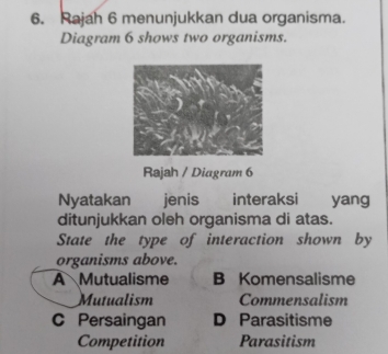 Rajah 6 menunjukkan dua organisma.
Diagram 6 shows two organisms.
Rajah / Diagram 6
Nyatakan jenis interaksi yang
ditunjukkan oleh organisma di atas.
State the type of interaction shown by
organisms above.
A Mutualisme B Komensalisme
Mutualism Commensalism
C Persaingan D Parasitisme
Competition Parasitism