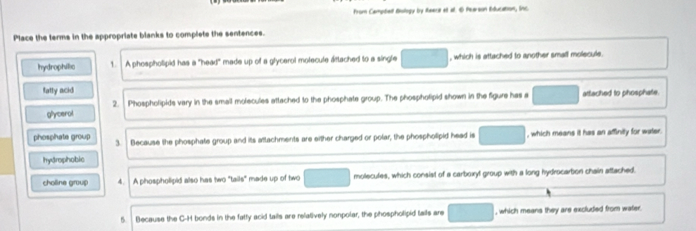 From Camptiell Biology by Reeca et al. ⑥ Pearson Education, Inc. 
Place the ferms in the appropriate blanks to complete the sentences. 
hydrophilic 1. A phospholipid has a "head" made up of a glycerol molecule attached to a single , which is attached to another small molecule. 
fatly acid 
2. Phospholipids vary in the small molecules attached to the phosphate group. The phospholipid shown in the figure has a attached to phosphate. 
glycerol 
phosphate group 3. Because the phosphate group and its attachments are either charged or polar, the phospholipid head is , which means it has an affinity for water. 
hydrophobic 
choline group 4. A phospholipid also has two "tails" made up of two molecules, which consist of a carboxyl group with a long hydrocarbon chain attached. 
5 Because the C-H bonds in the fatty acid tails are relatively nonpolar, the phospholipid tails are , which means they are excluded from water.