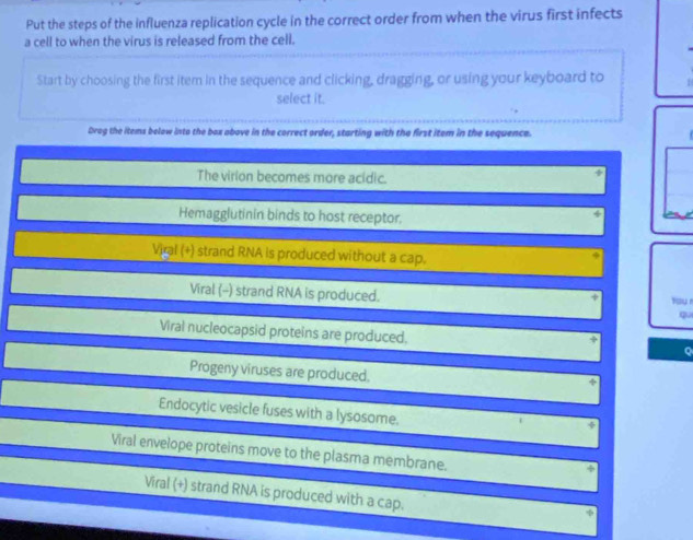 Put the steps of the influenza replication cycle in the correct order from when the virus first infects
a cell to when the virus is released from the cell.
Start by choosing the first item in the sequence and clicking, dragging, or using your keyboard to
select it.
Drog the items below into the box above in the correct order, starting with the first item in the sequence.
The virion becomes more acidic.
Hemagglutinin binds to host receptor.
Viral (+) strand RNA is produced without a cap.
Viral (-) strand RNA is produced.
you 
q
Viral nucleocapsid proteins are produced.
Q
Progeny viruses are produced.
Endocytic vesicle fuses with a lysosome.
Viral envelope proteins move to the plasma membrane.
Viral (+) strand RNA is produced with a cap.