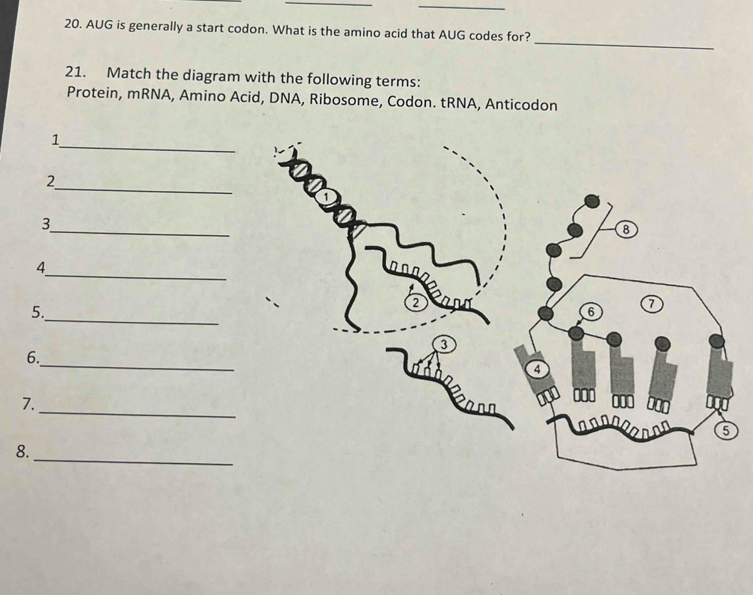 AUG is generally a start codon. What is the amino acid that AUG codes for? 
21. Match the diagram with the following terms: 
Protein, mRNA, Amino Acid, DNA, Ribosome, Codon. tRNA, Anticodon 
_ 
1 
_ 
2 
_ 
3 
_ 
4 
5. 
_ 
_ 
6. 
_ 
7. 
_ 
8.